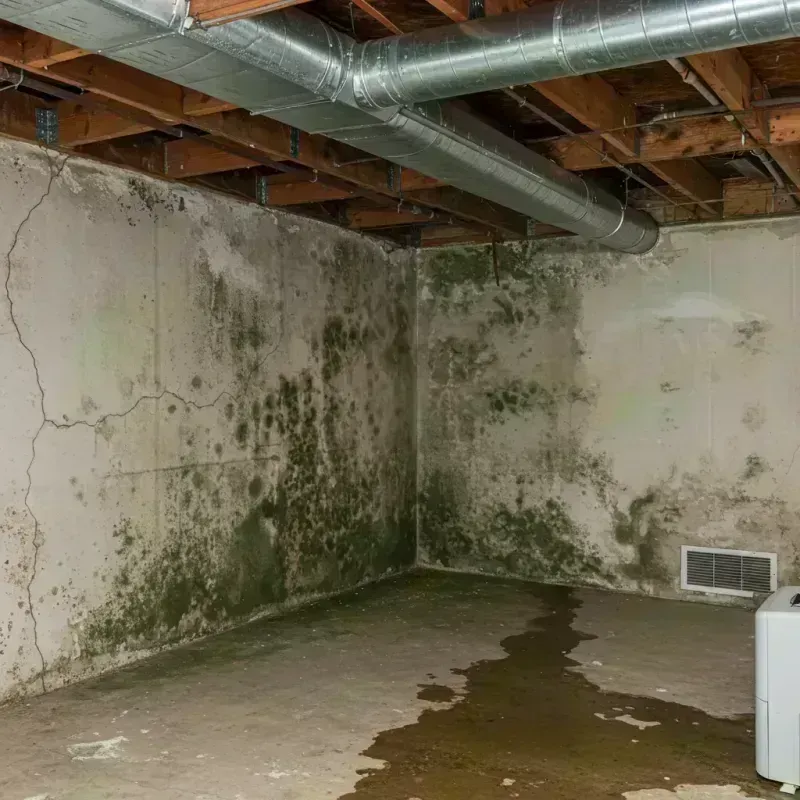 Professional Mold Removal in Douglass Hills, KY